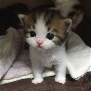 Meet your Posher, Kanishka